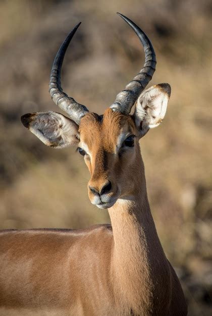 Premium Photo | Different type of gazelle species