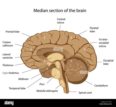 Brain Anatomy Diagram Hi Res Stock Photography And Images Alamy