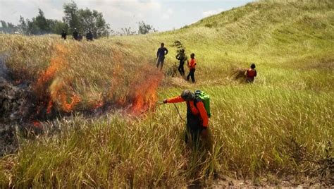 Padang Ilalang Danau Asam Terbakar Diduga Karena Puntung Rokok