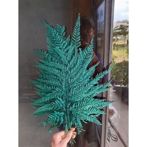 Jual DAUN PAKIS KERING DAUN PAKU KERING Bahan Dekorasi Mahar 1 Ikat