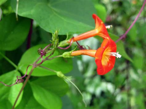 Ipomoea Rubriflora Red Morning Glory World Of Flowering Plants