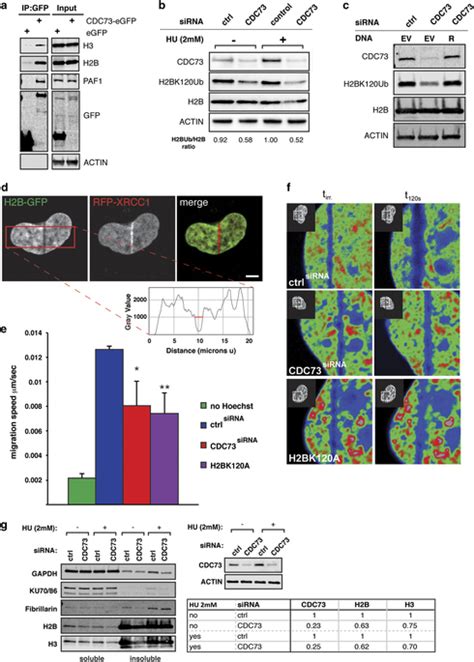 Cdc73 Silencing Leads To Impaired H2b Ubiquitination And Reduced Dna Download Scientific