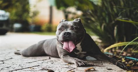 Conheça as principais doenças de pele em cachorro