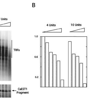 Telomere Length Dynamics In The Parent Strain A Chromosomal Dna Was