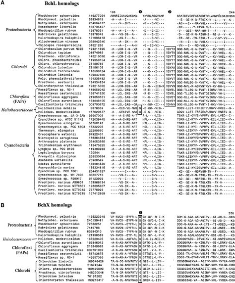 Heliobacteriaceae | Semantic Scholar