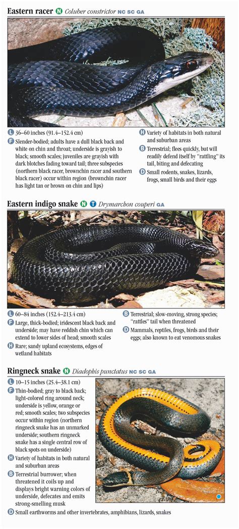 Snakes of North Carolina, South Carolina and Georgia – Quick Reference