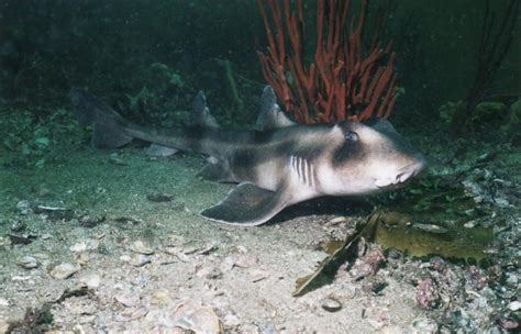 Horn Shark – "OCEAN TREASURES" Memorial Library