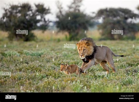 Africa Botswana Adult Male Lion Panthera Leo And Cub Stock Photo