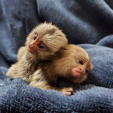 Marmoset Monkey For Sale Buy Marmoset Monkeys E P E