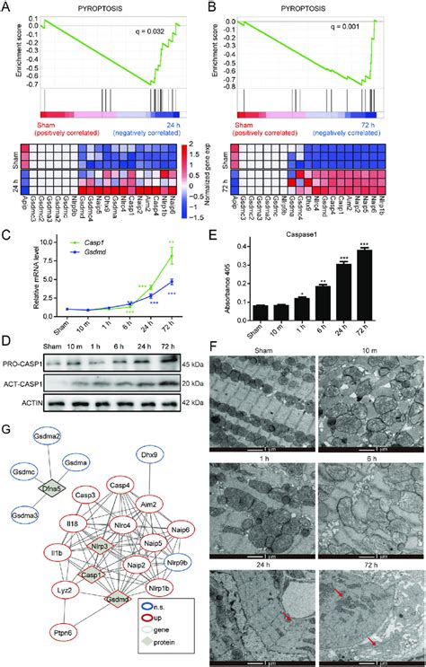 The Pyroptosis Signaling Pathway Is Activated With The Ami Development