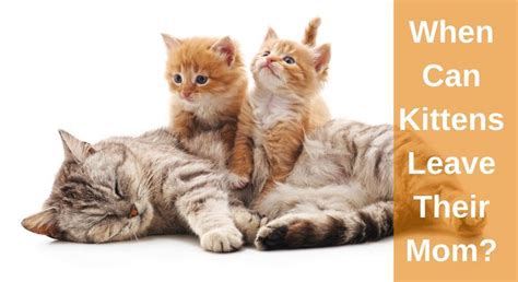 When Can Kittens Leave Their Mom Timeline For Weaning Kittens