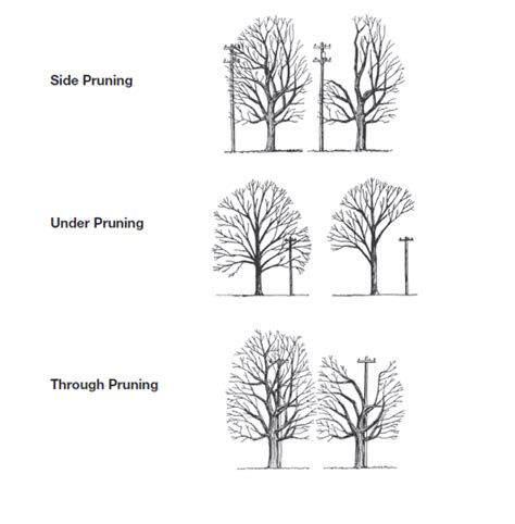 National Grid Tree Trimming Schedule Elisa Helaine