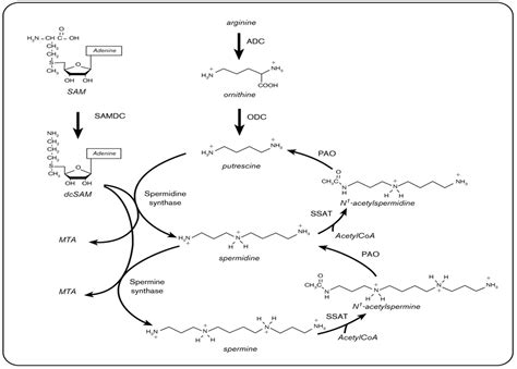 Polyamine metabolism revisited : European Journal of Gastroenterology ...