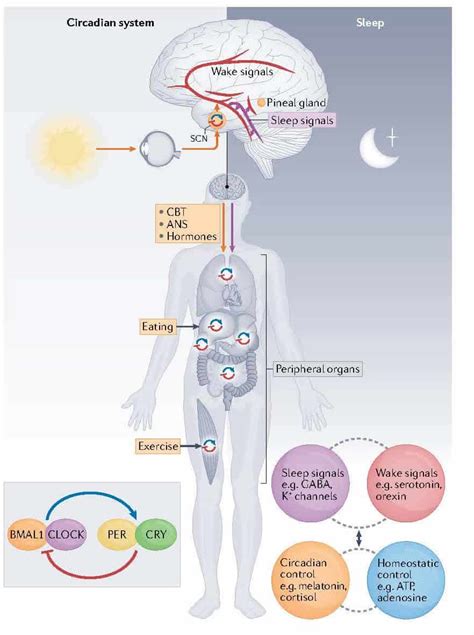 Genetics Of Circadian Rhythms And Sleep In Human Health And Disease