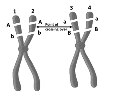 Homologous Chromosomes Diagram