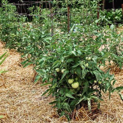 How To Mulch Tomato Plants 3 Secrets To Mulch Tomatoes Right