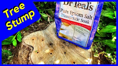 How To Rot A Tree Stump Fast With Epsom Salt Esurient Chronicle Photo