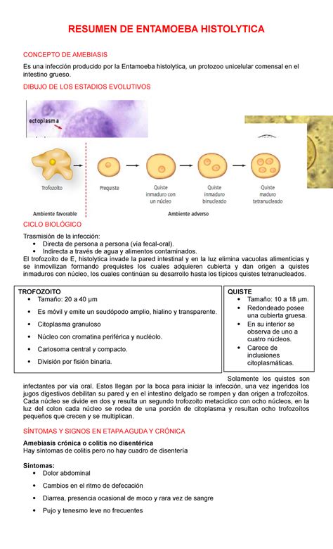 Resumen De Entamoeba Histolityca Resumen De Entamoeba Histolytica Concepto De Amebiasis Es Una