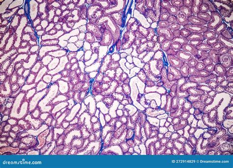 Histological Epididymis And Testis Human Cells Under Microscope Stock