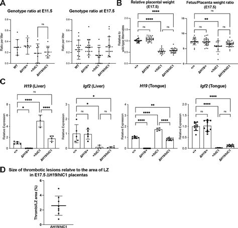 Figures And Data In Dysregulated H19igf2 Expression Disrupts Cardiac