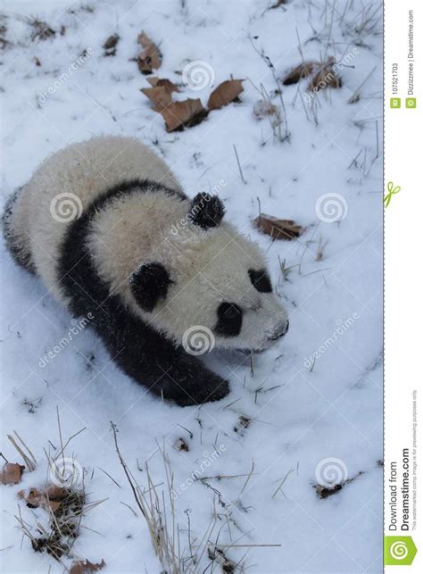 Little Panda Cub in the Snow Stock Image - Image of time, fluffy: 107521703