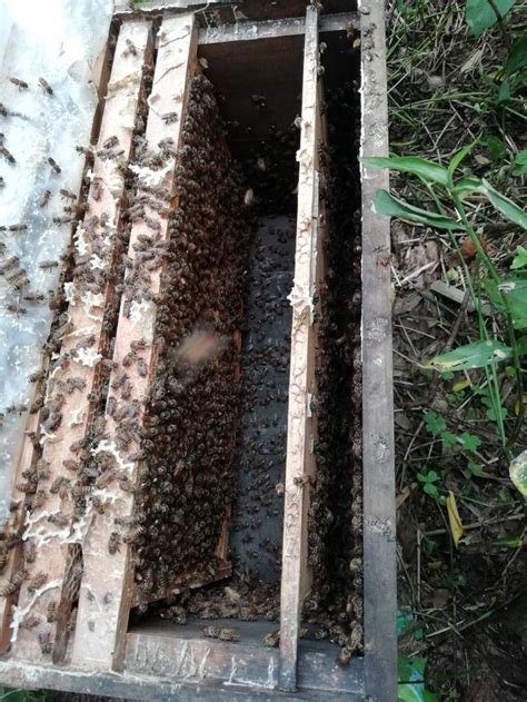 新手養殖蜜蜂，這樣管理蜜蜂才正確，這樣才能把蜜蜂養好 每日頭條