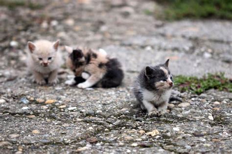 I Found Abandoned Kittens What Should I Do Thecatsite