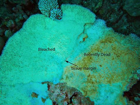 Coral bleaching hits Indian Ocean reefs