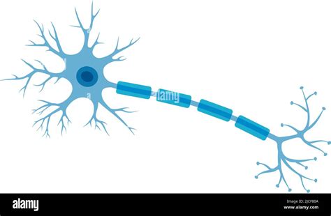 Human Neuron Structure Brain Neuron Cell Illustration Synapses