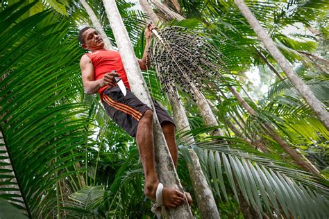 Your açaí smoothie may be destroying floodplain forests in the Amazon