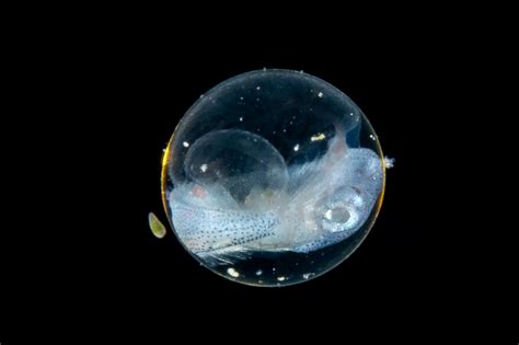 Baby Flyingfish – South Florida Underwater Photography Society