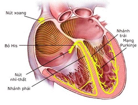 Hệ thống đường dẫn truyền trong tim Vinmec