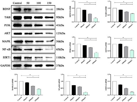 Frontiers Exploration Of The Sirt Mediated Bdnftrkb Signaling