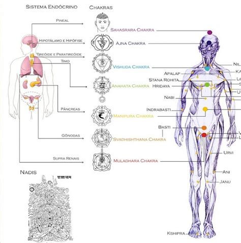 Marmas Energy Healing Chakra Ayurveda