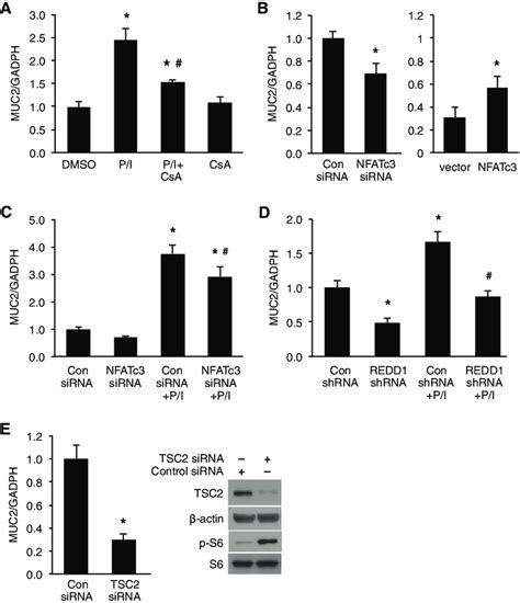 Nfatc3 And Redd1 Regulation Of Muc2 Mrna Expression A Ht29 Cells Download Scientific Diagram