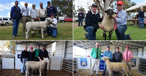 Top South Australian Maternal And Terminal Breed Studs For 2022 Stock