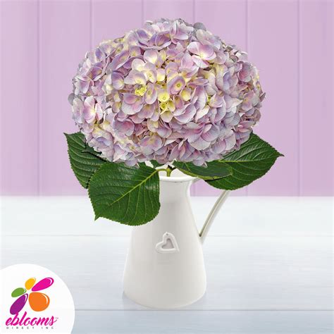 Lavender Hydrangeas 2019 - EbloomsDirect – Eblooms Farm Direct Inc.