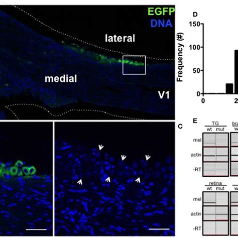 Melanopsin Is Expressed In Mouse Tg Neurons A Egfp Green Is