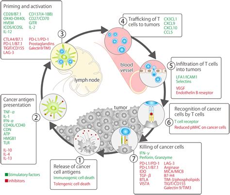 Frontiers Emerging Pd 1 Pd L1 Targeting Immunotherapy In Non Small