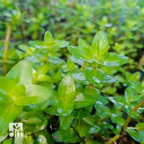 Jual Bacopa Caroliniana Tanaman Aquascape Shopee Indonesia