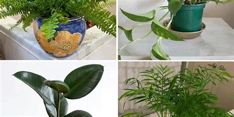 9 Plantas De Banho Que Crescem Grandes Bonitas E Absorvem Toda A