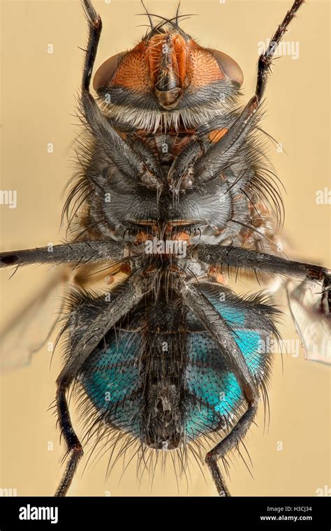 Fruit Fly Microscope Hi Res Stock Photography And Images Alamy