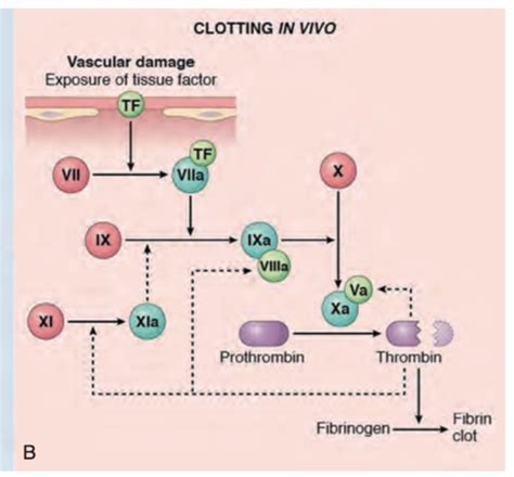 Lab Med Hemostasis And Bleeding Disorderscoagulation Testing