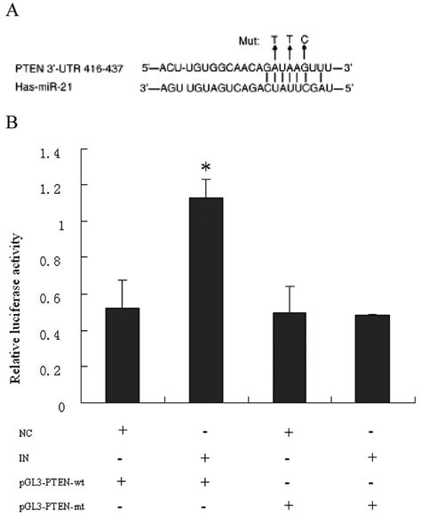 Mir 21 Regulates Biological Behavior Through The Pten Pi 3 K Akt