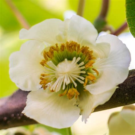 Kiwi Solo Autofertile Actinidia Chinensis Un Seul Pied Suffit Pour