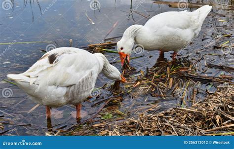 Gansos Blancos Buscando Comida En El Lago Foto De Archivo Imagen De