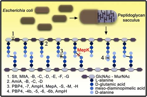 Peptidoglycan Cross Linking