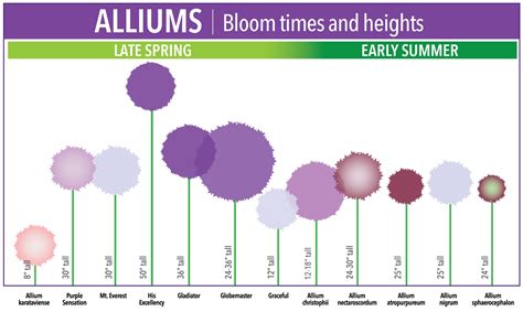 Bloom Time Chart for Allium Bulbs - Longfield Gardens