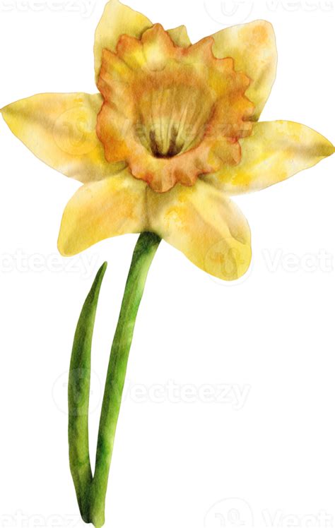 Flor De Narciso Acuarela 16539817 PNG