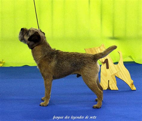 Chien Elevage Holystone Eleveur De Chiens Border Terrier